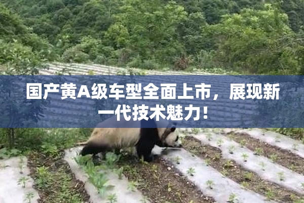 国产黄A级车型全面上市，展现新一代技术魅力！