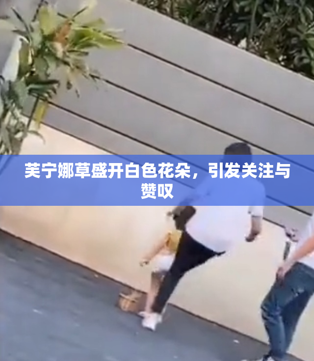 芙宁娜草盛开白色花朵，引发关注与赞叹