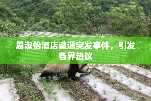 周淑怡酒店遭遇突发事件，引发各界热议
