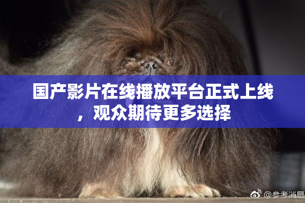 国产影片在线播放平台正式上线，观众期待更多选择