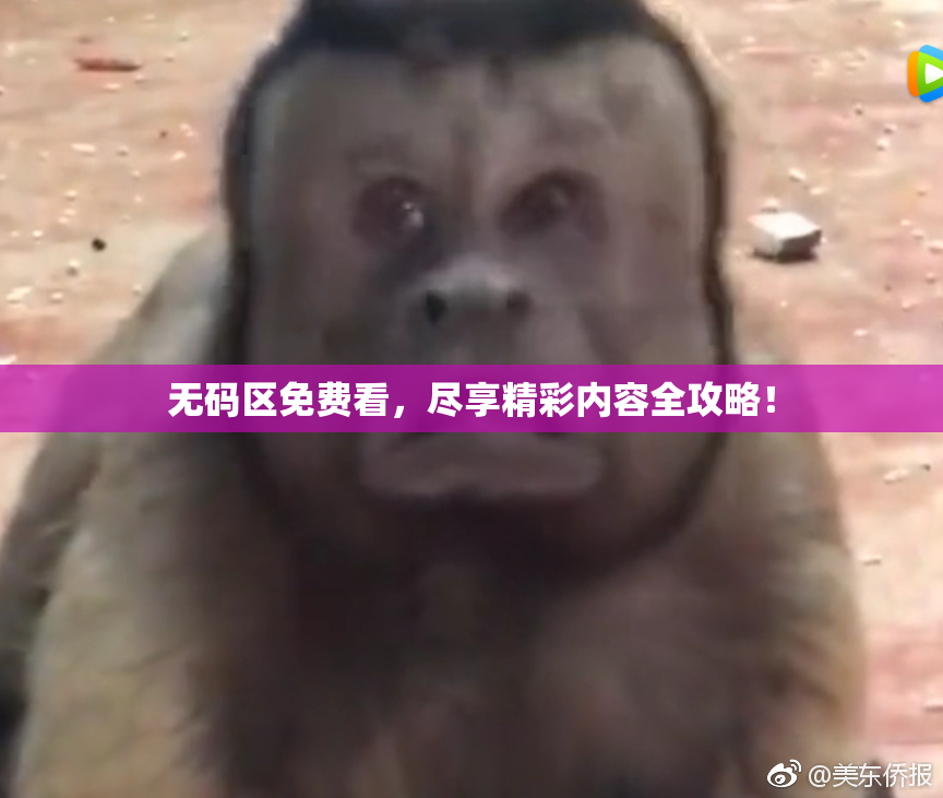 无码区免费看，尽享精彩内容全攻略！