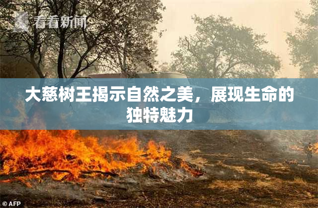 大慈树王揭示自然之美，展现生命的独特魅力