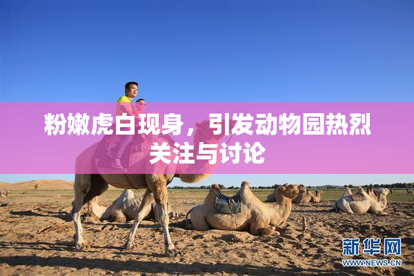 粉嫩虎白现身，引发动物园热烈关注与讨论