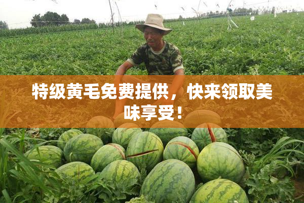 特级黄毛免费提供，快来领取美味享受！