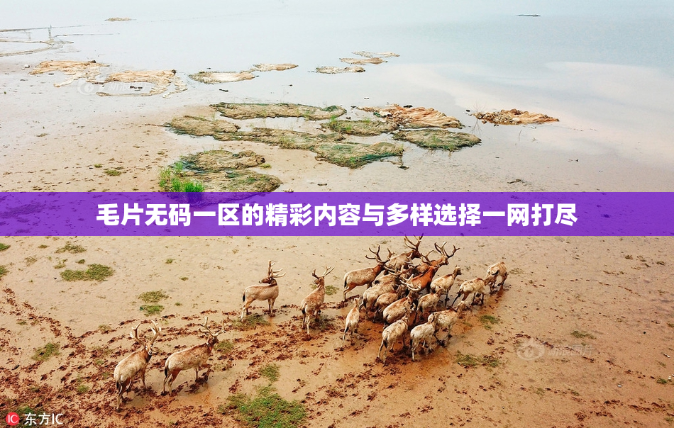 毛片无码一区的精彩内容与多样选择一网打尽