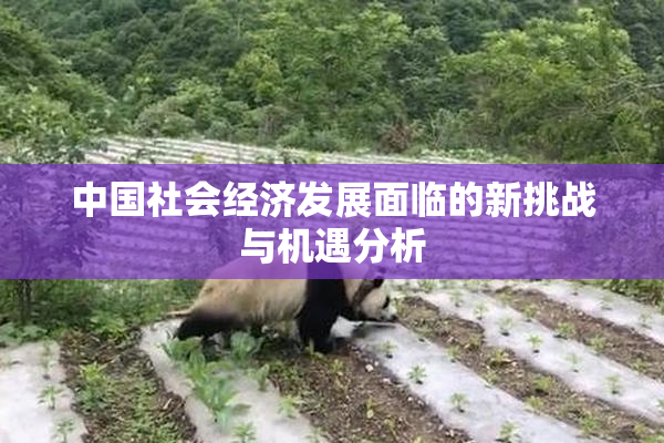 中国社会经济发展面临的新挑战与机遇分析
