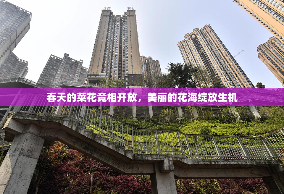 春天的菜花竞相开放，美丽的花海绽放生机
