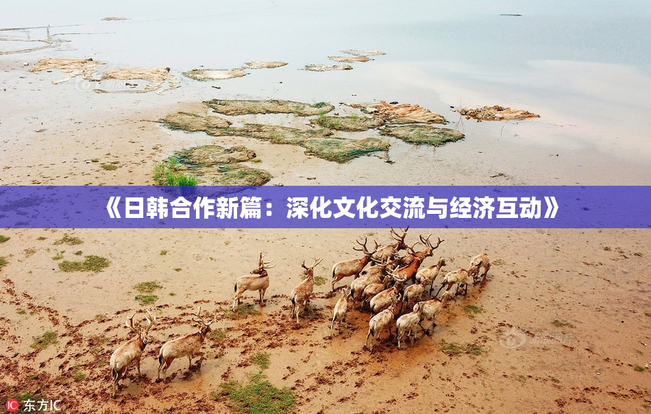 《日韩合作新篇：深化文化交流与经济互动》