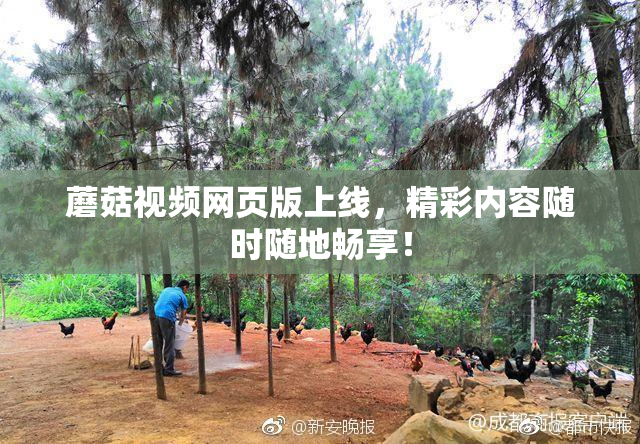 蘑菇视频网页版上线，精彩内容随时随地畅享！