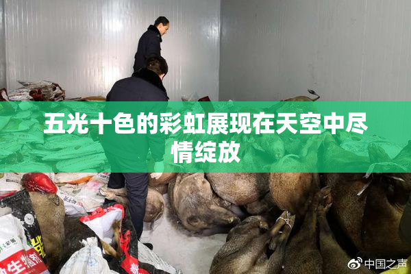 五光十色的彩虹展现在天空中尽情绽放