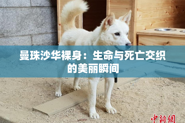 曼珠沙华裸身：生命与死亡交织的美丽瞬间