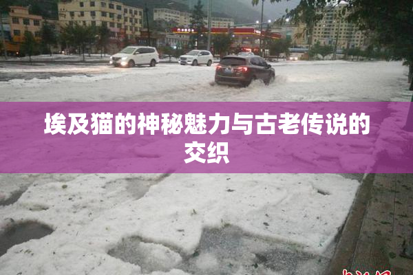 埃及猫的神秘魅力与古老传说的交织