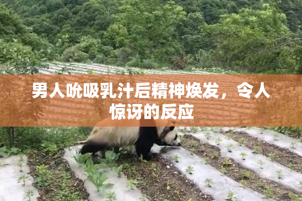 男人吮吸乳汁后精神焕发，令人惊讶的反应