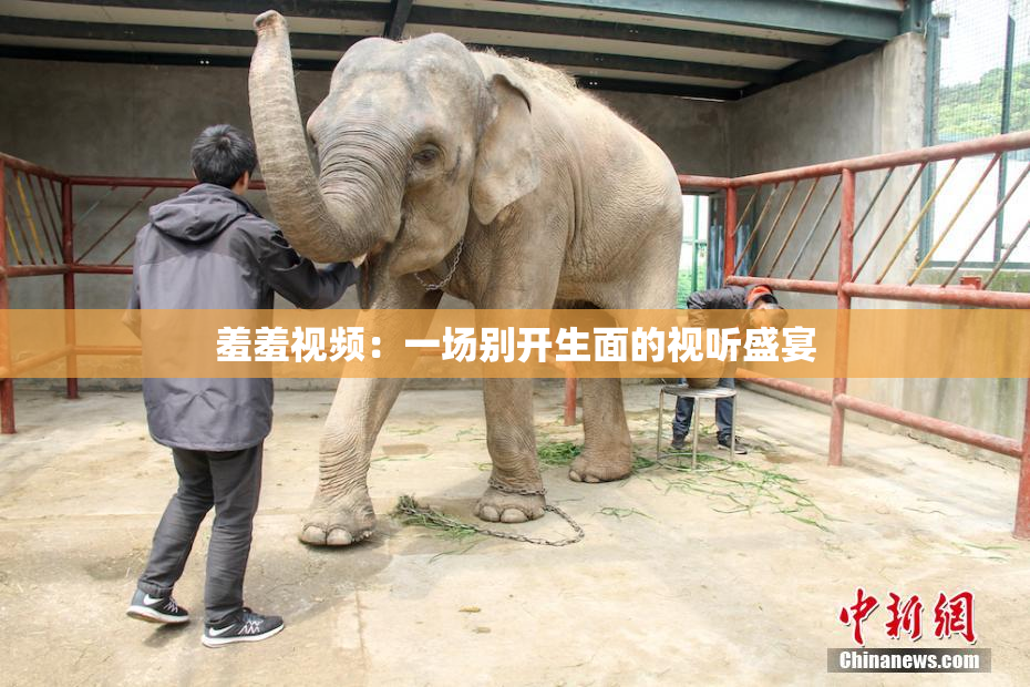 羞羞视频：一场别开生面的视听盛宴