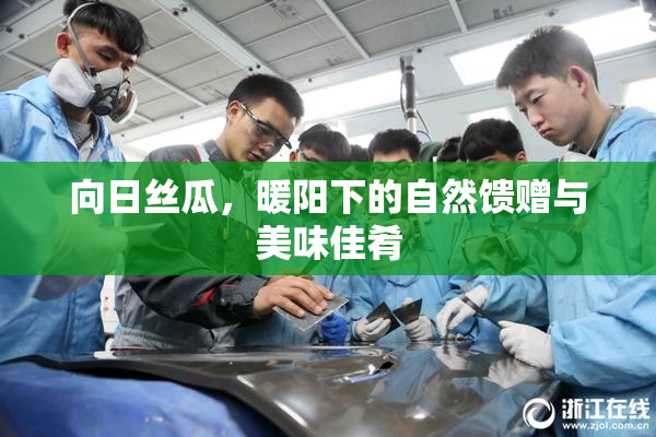 向日丝瓜，暖阳下的自然馈赠与美味佳肴