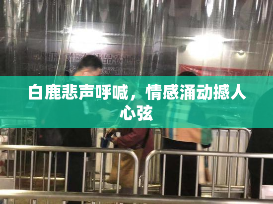 白鹿悲声呼喊，情感涌动撼人心弦