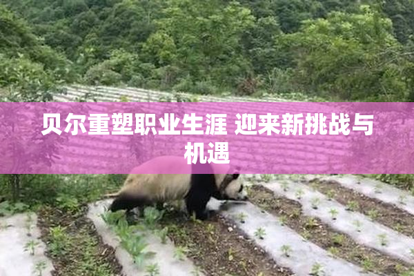 贝尔重塑职业生涯 迎来新挑战与机遇