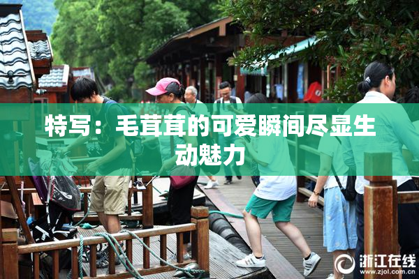 特写：毛茸茸的可爱瞬间尽显生动魅力
