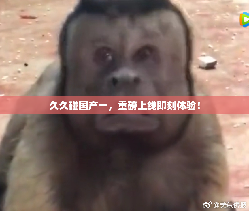 久久碰国产一，重磅上线即刻体验！