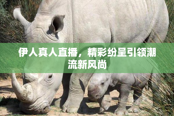 伊人真人直播，精彩纷呈引领潮流新风尚