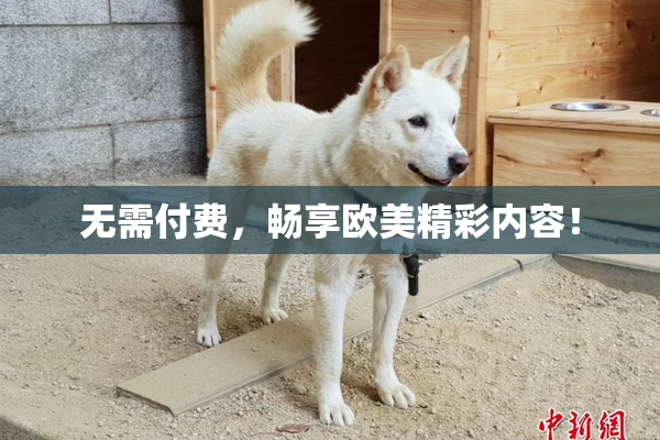 无需付费，畅享欧美精彩内容！