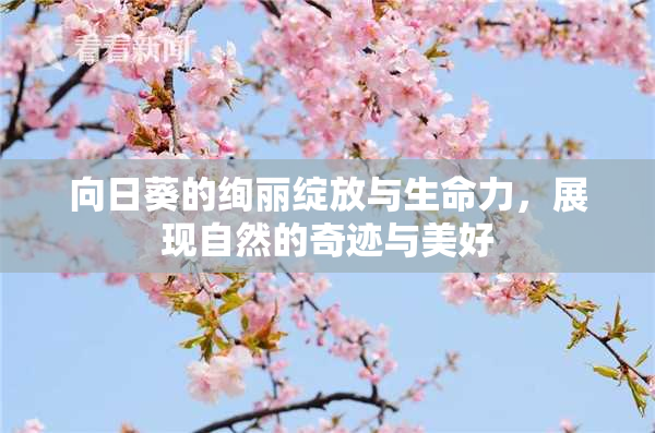 向日葵的绚丽绽放与生命力，展现自然的奇迹与美好