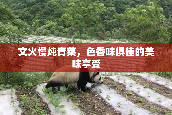 文火慢炖青菜，色香味俱佳的美味享受