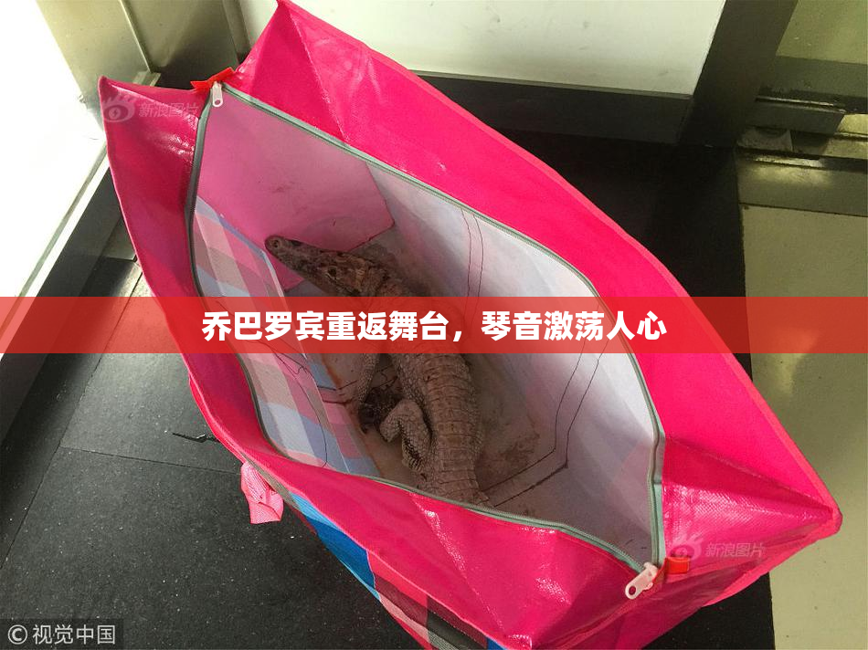 乔巴罗宾重返舞台，琴音激荡人心