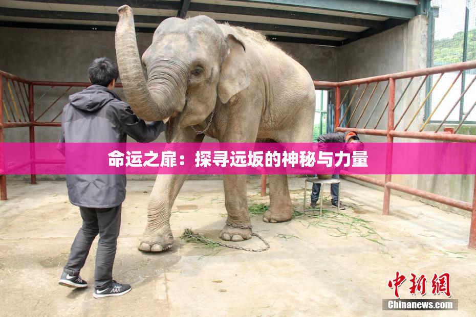 命运之扉：探寻远坂的神秘与力量