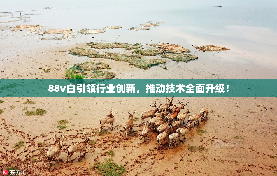 88v白引领行业创新，推动技术全面升级！