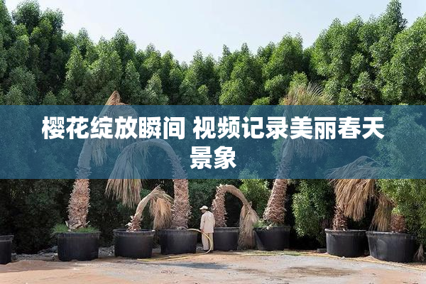 樱花绽放瞬间 视频记录美丽春天景象