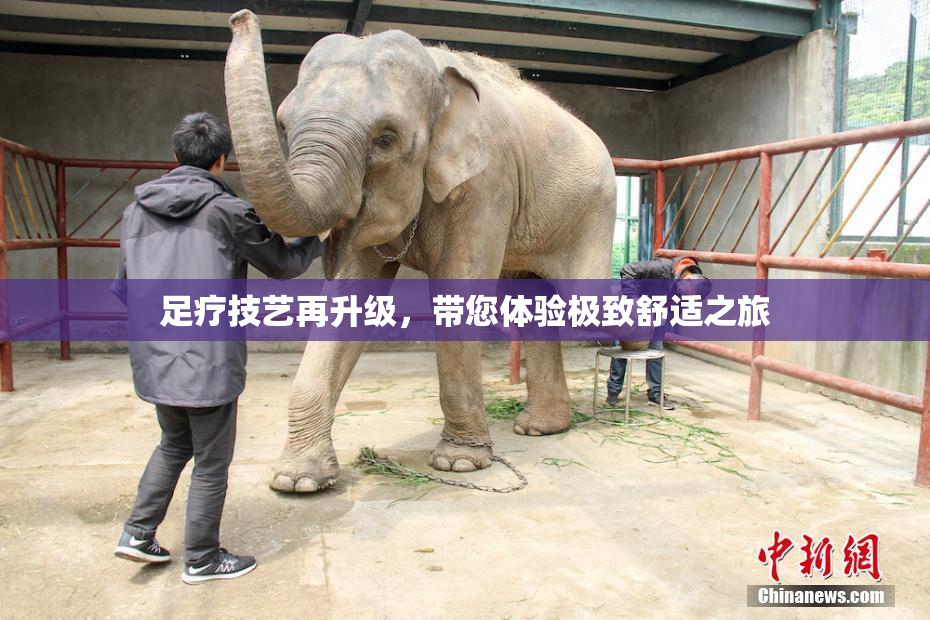 足疗技艺再升级，带您体验极致舒适之旅