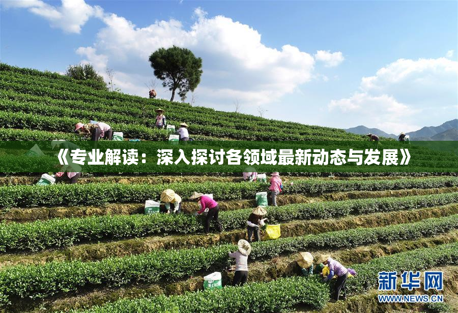 《专业解读：深入探讨各领域最新动态与发展》