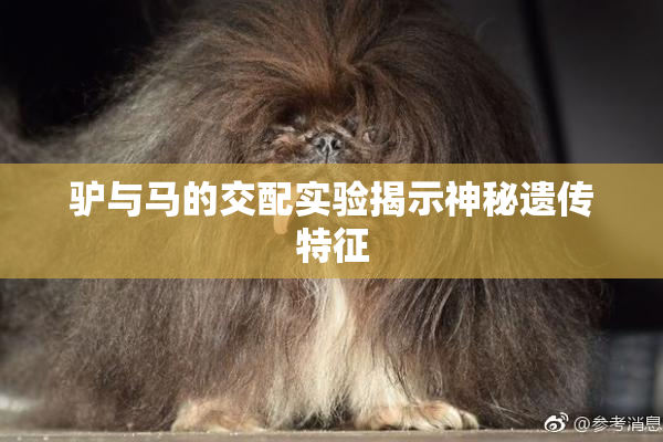 驴与马的交配实验揭示神秘遗传特征