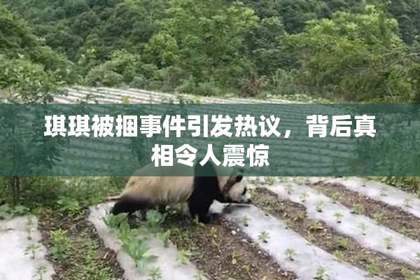 琪琪被捆事件引发热议，背后真相令人震惊