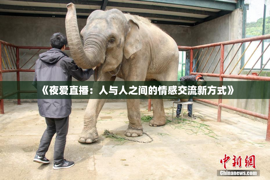 《夜爱直播：人与人之间的情感交流新方式》