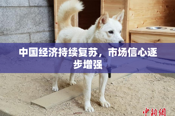 中国经济持续复苏，市场信心逐步增强