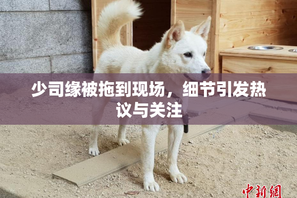 少司缘被拖到现场，细节引发热议与关注