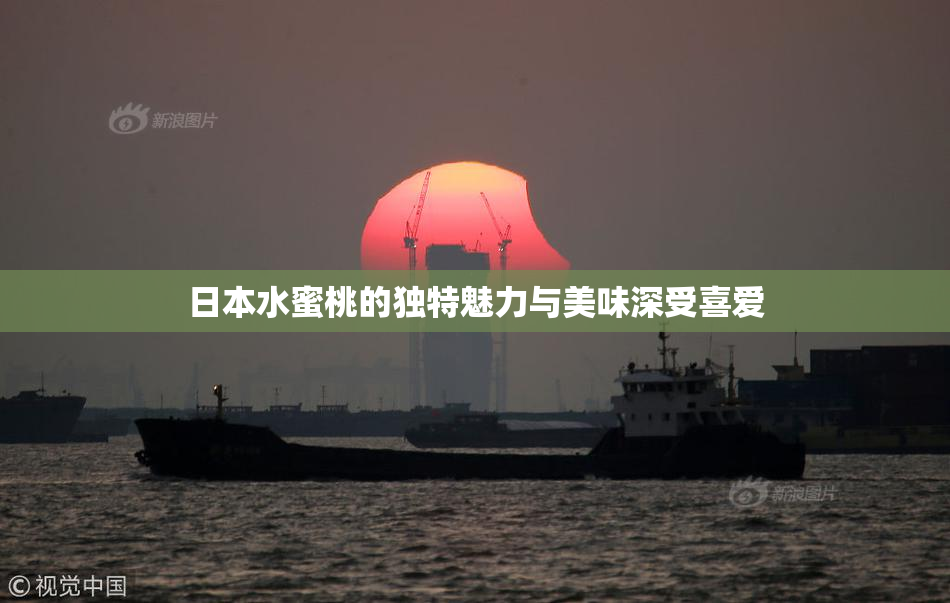 日本水蜜桃的独特魅力与美味深受喜爱