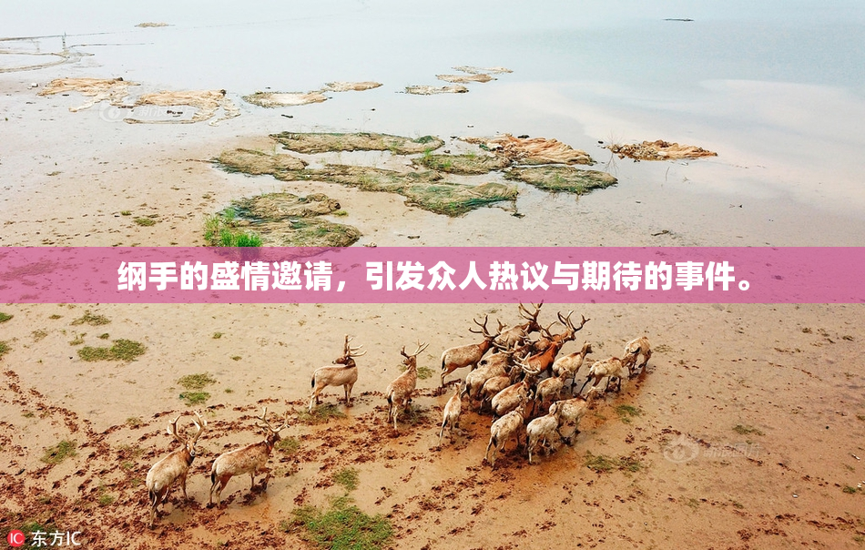 纲手的盛情邀请，引发众人热议与期待的事件。