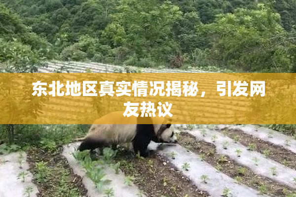 东北地区真实情况揭秘，引发网友热议
