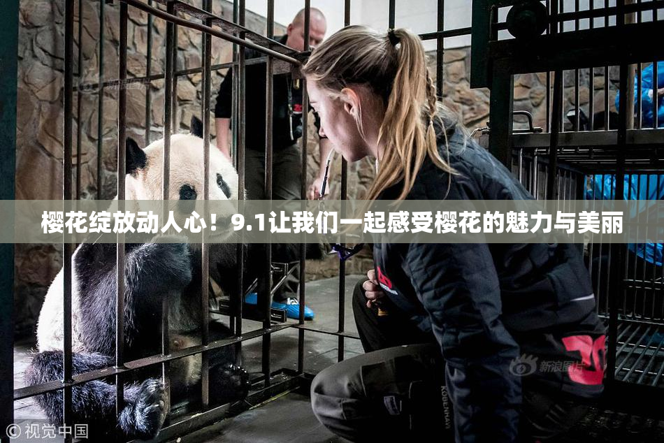 樱花绽放动人心！9.1让我们一起感受樱花的魅力与美丽