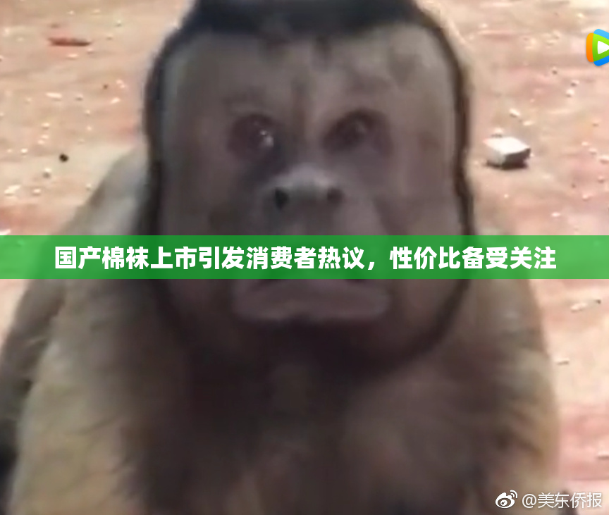 国产棉袜上市引发消费者热议，性价比备受关注