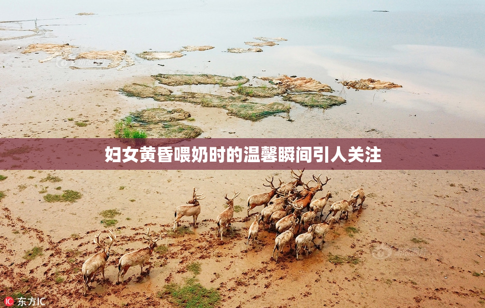 妇女黄昏喂奶时的温馨瞬间引人关注