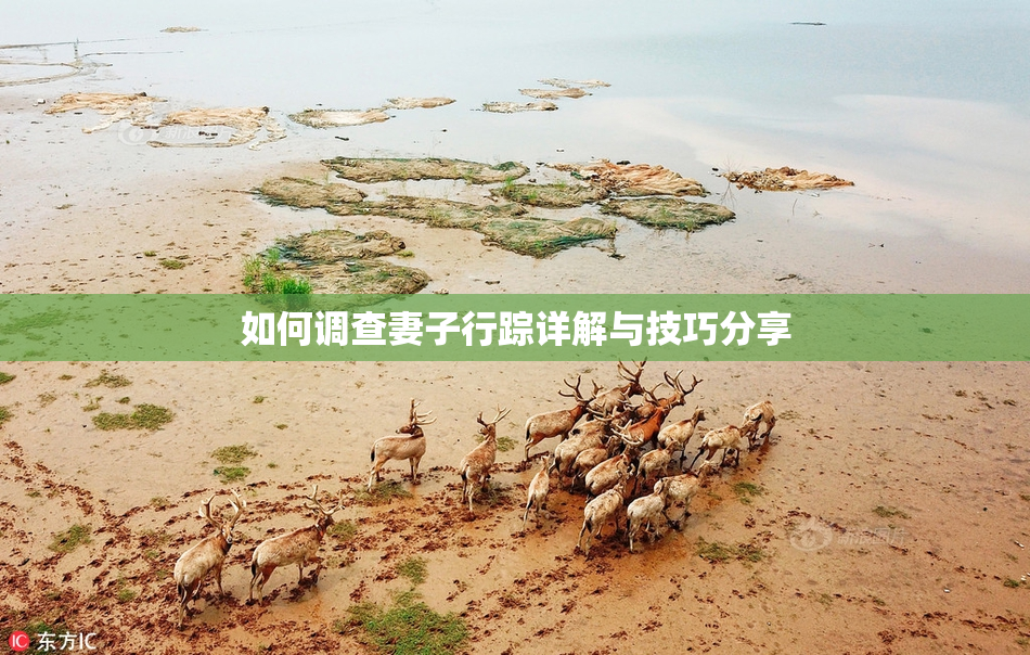 如何调查妻子行踪详解与技巧分享