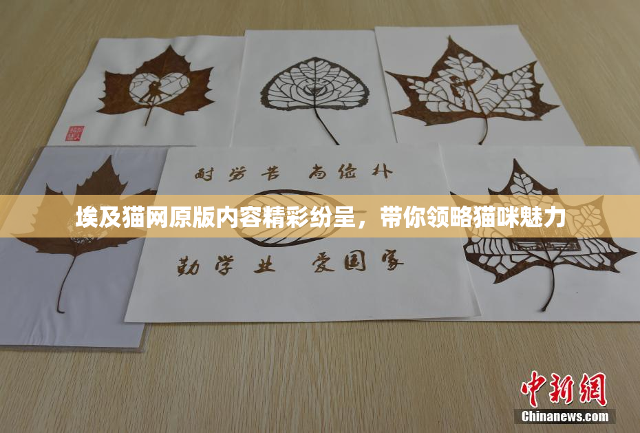 埃及猫网原版内容精彩纷呈，带你领略猫咪魅力