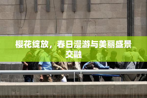 樱花绽放，春日漫游与美丽盛景交融