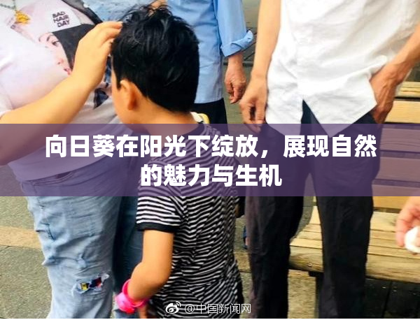 向日葵在阳光下绽放，展现自然的魅力与生机