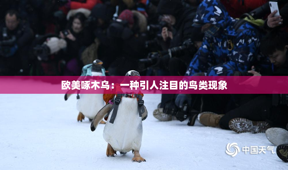 欧美啄木乌：一种引人注目的鸟类现象