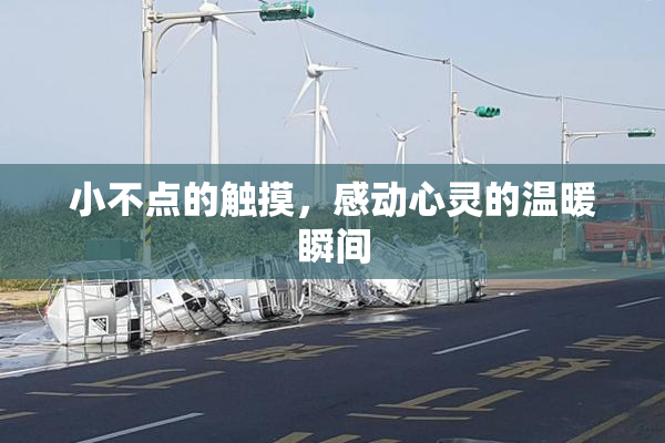小不点的触摸，感动心灵的温暖瞬间